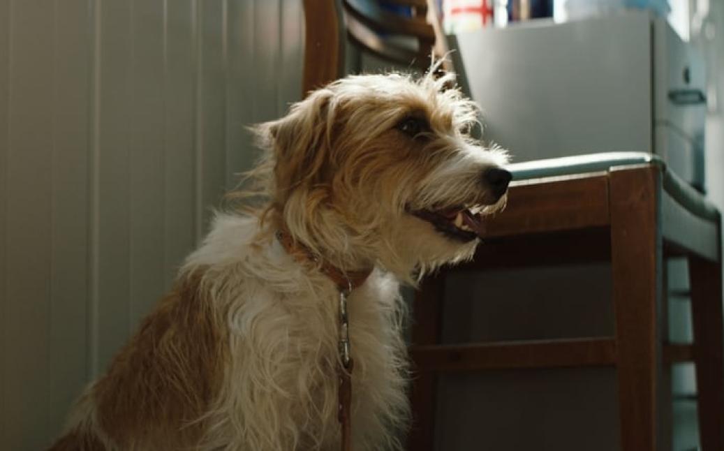 להציל את הנדריקס