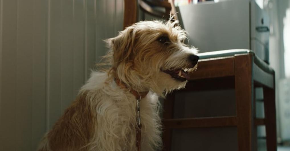 להציל את הנדריקס