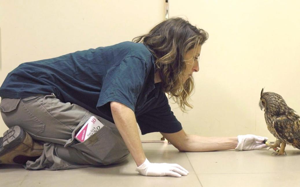 להציל את חיות הבר