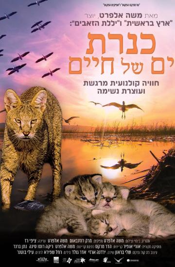 כנרת ים של חיים פוסטר